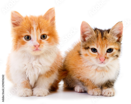Фотография Two small kittens isolated.