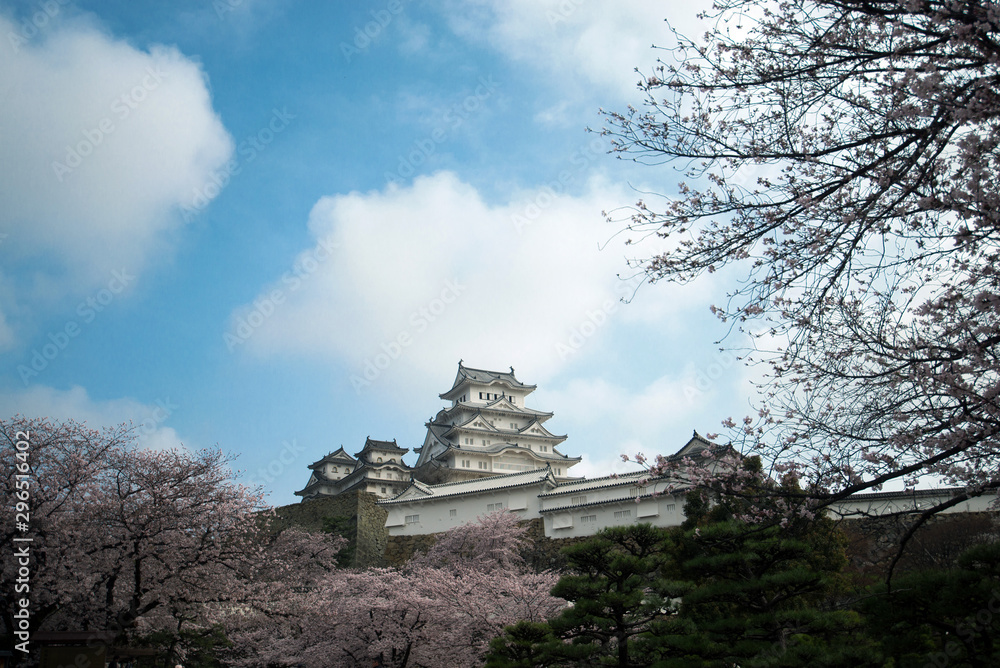 Himeji Castle and full cherry blossom Himeji Castle and full cherry blossom