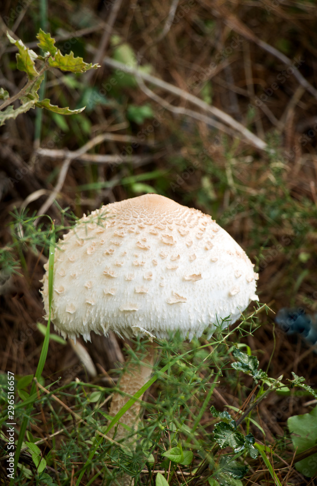 Erster Fund beim pilze suchen im herbst Erster Fund beim pilze suchen im herbst