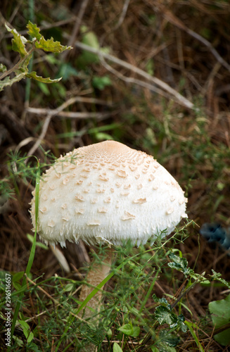 Erster Fund beim pilze suchen im herbst