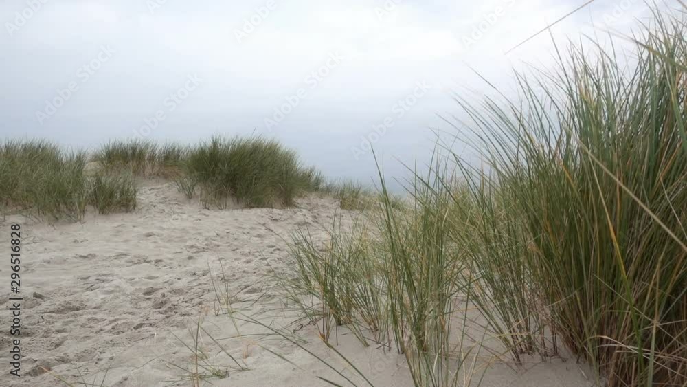 Green grass in sandy coastline dunes on Baltic shore Green grass in sandy coastline dunes on Baltic shore