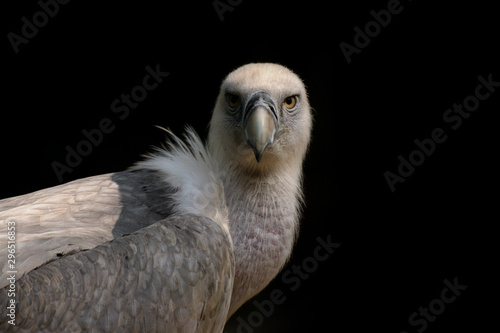 Retrato de un buitre leonado