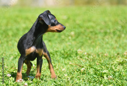 Valokuva adorable prague ratter puppy