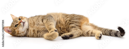 Wallpaper Mural Brown house cat. Torontodigital.ca