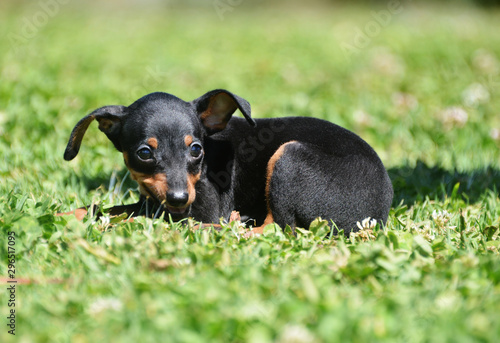 Fototapete adorable prague ratter puppy