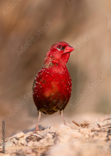 Gorgeous Looking Bird The red avadava closeup  photo