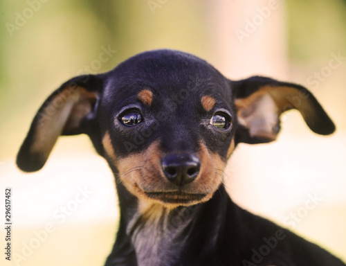 adorable prague ratter puppy © fotosmile777