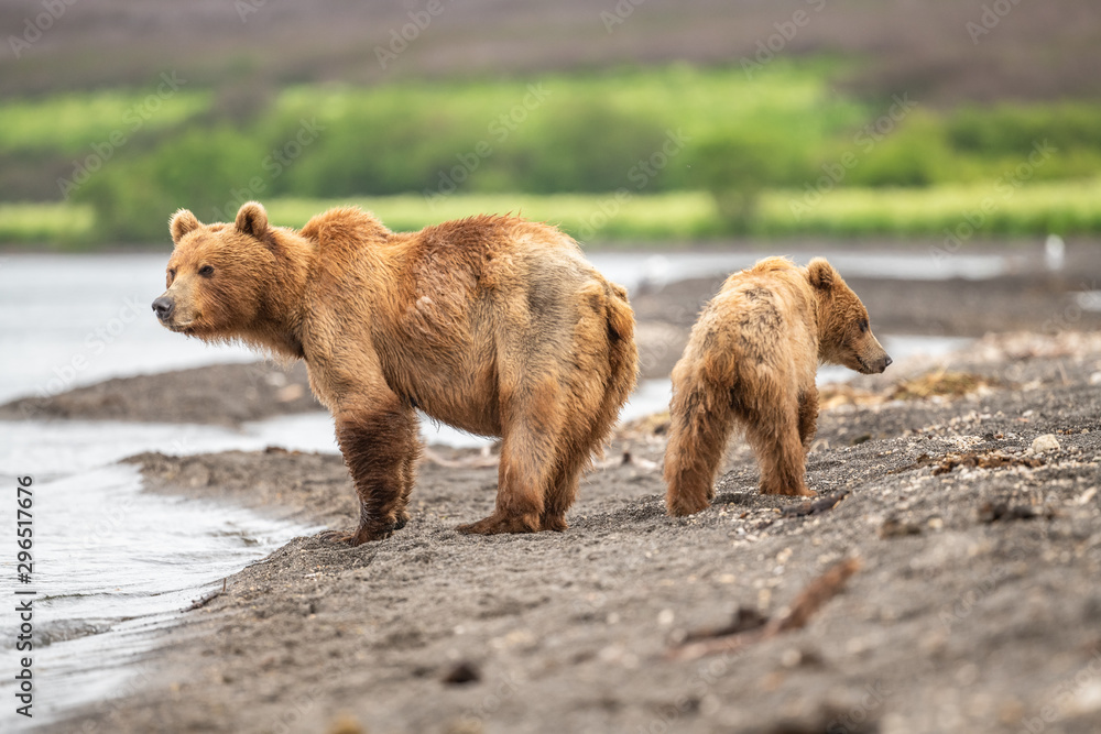 Fototapeta premium Ruling the landscape, brown bears of Kamchatka (Ursus arctos beringianus)