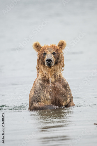 Rządząc krajobrazem, niedźwiedzie brunatne Kamczatki (Ursus arctos beringianus)