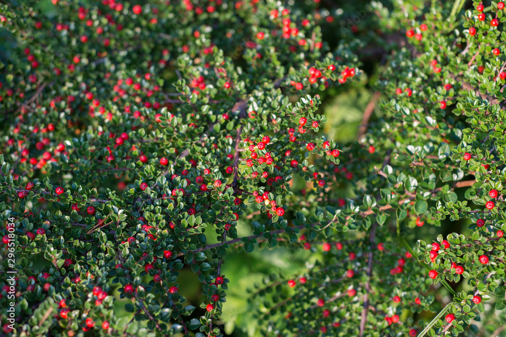 Red cotoneaster fruits on a bush in the garden