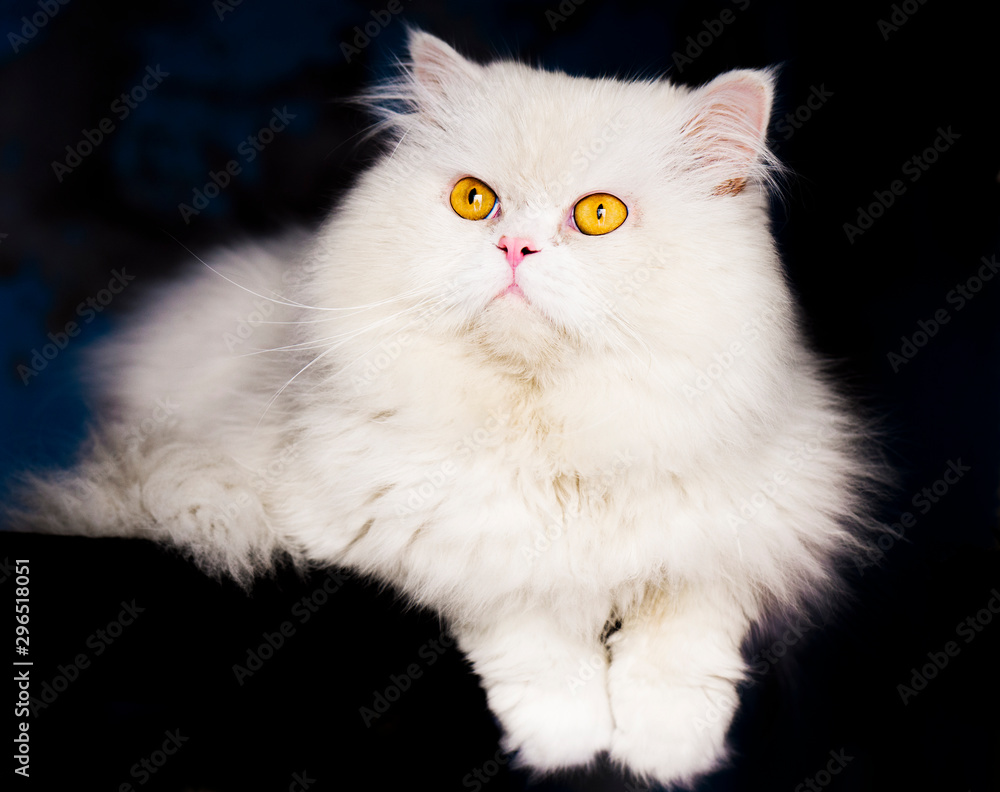 fluffy white cat