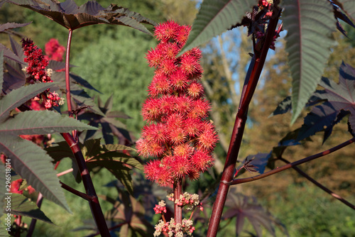 Red Ricinus communis flower in the garden in autumn