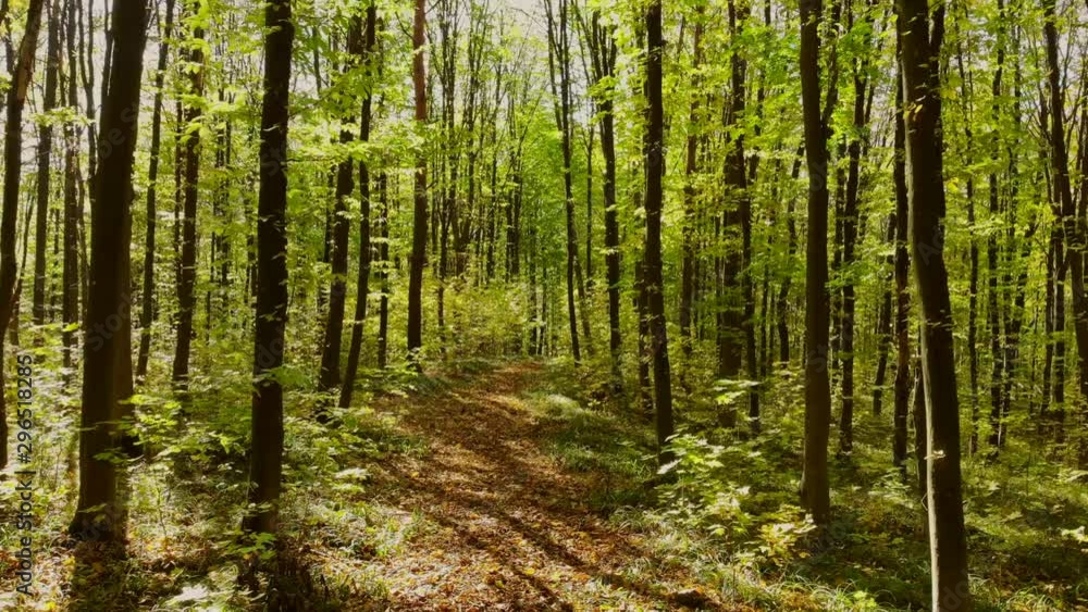 Forest with beautiful trees. Autumn forest top view. Colorful trees. Mesh forest. Christmas tree pine oak maple hornbeam. Forest with beautiful trees. Autumn forest top view. Colorful trees. Mesh forest. Christmas tree pine oak maple hornbeam.
