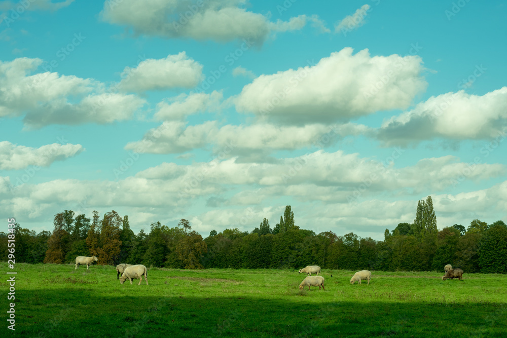 French fields with sheeps