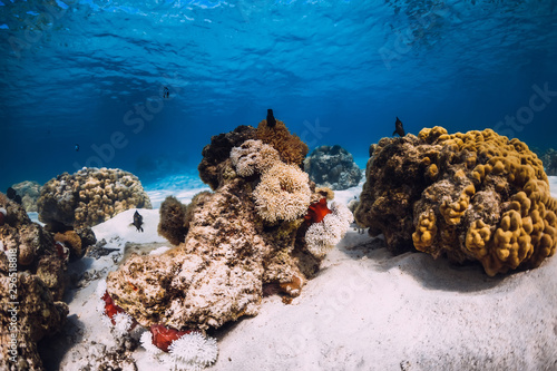 Coral with anemones and sandy bottom. Underwater with coral and fish.