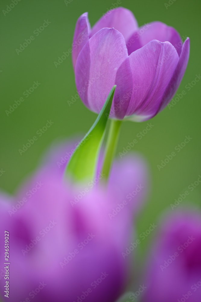 Fototapeta premium Tulpen im Garten