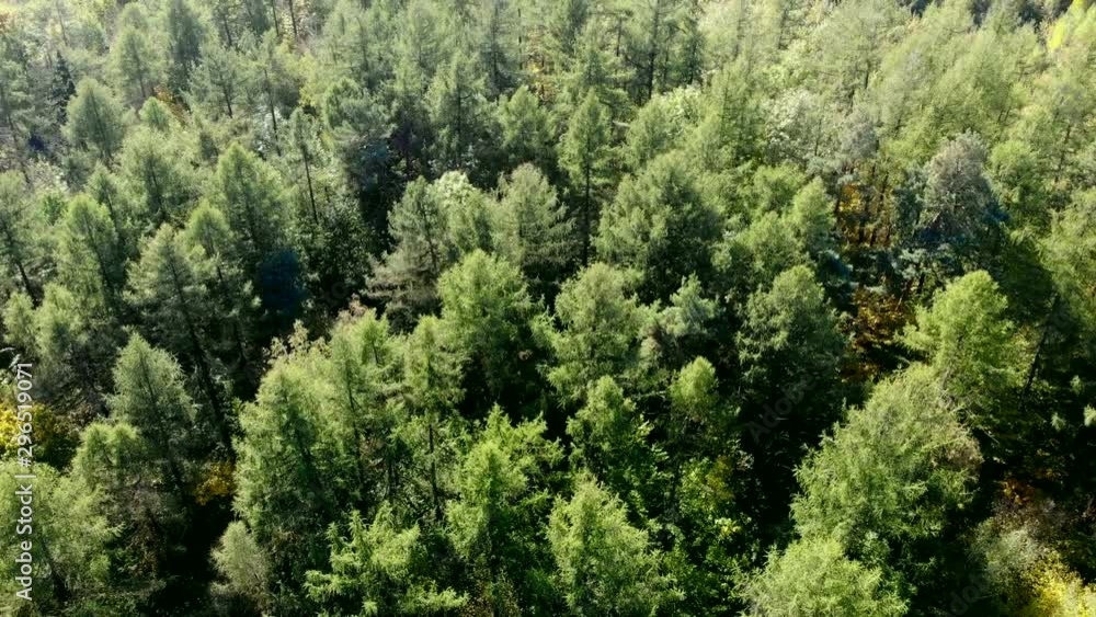 Forest with beautiful trees. Autumn forest top view. Colorful trees. Mesh forest. Christmas tree pine oak maple hornbeam. Forest with beautiful trees. Autumn forest top view. Colorful trees. Mesh forest. Christmas tree pine oak maple hornbeam.
