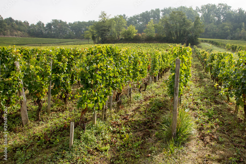 Vineyards of Saint Emilion harvesting time