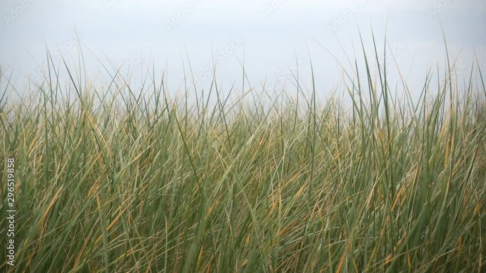 Green grass in sandy coastline dunes on Baltic shore Green grass in sandy coastline dunes on Baltic shore