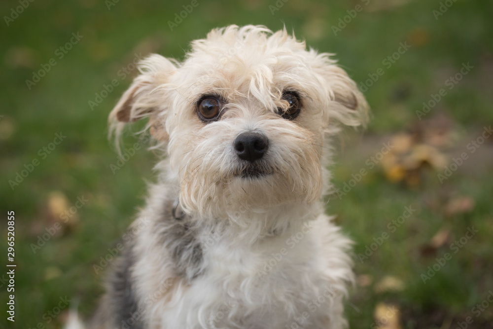 Portrait Mischlingshund