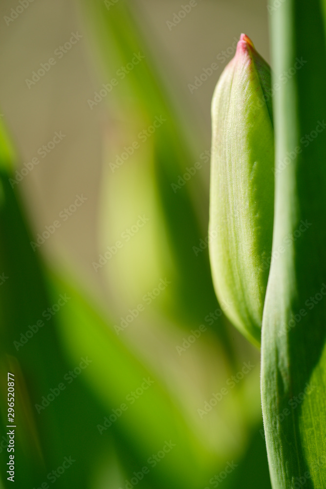 Obraz premium Blütenknospe einer Tulpe