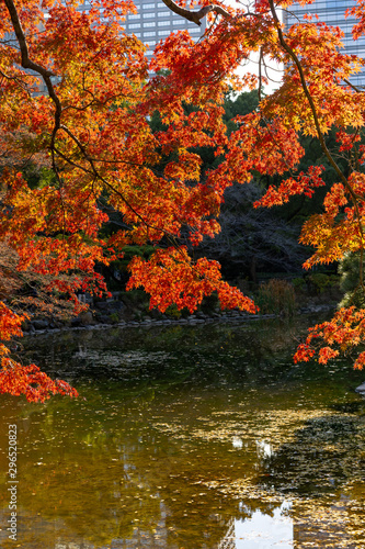 Fototapeta Naklejka Na Ścianę i Meble -  日比谷公園の紅葉と池