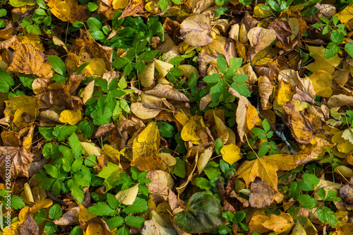 Colorful background of autumn leaves. Yellow, green, orange and brown leaves.
