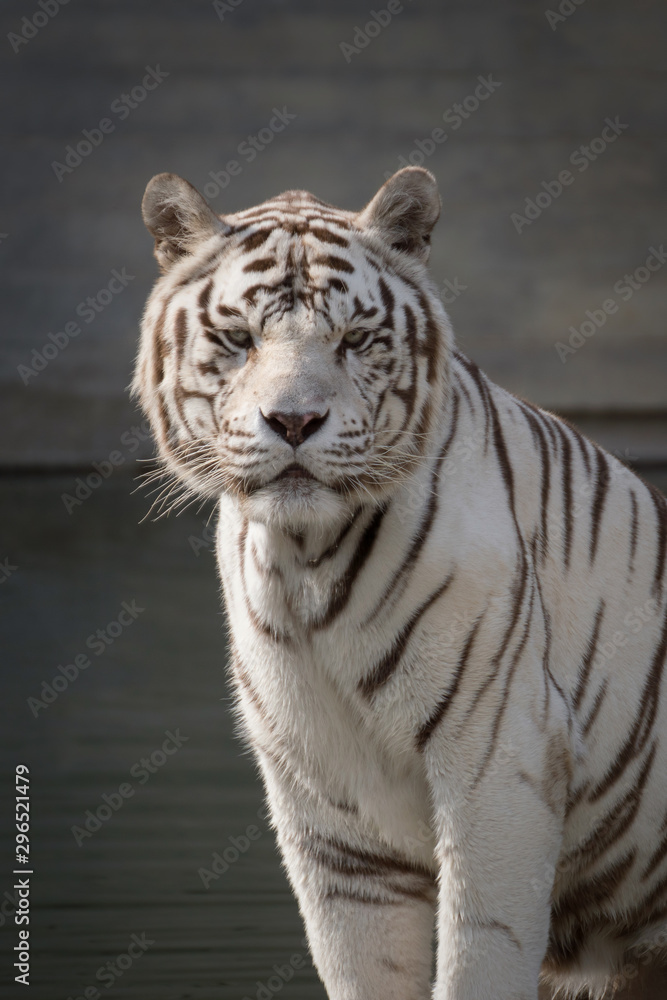 Obraz premium Portret męskiego tygrysa bangala w niewoli w zoo w Madrycie