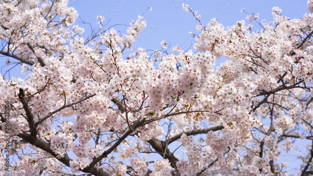 close up perfect full bloom cherry blossom flower, Japanese Asian Culture marco cherry blossom pink Sakura tree at Tokyo, Japan. close up perfect full bloom cherry blossom flower, Japanese Asian Culture marco cherry blossom pink Sakura tree at Tokyo, Japan.