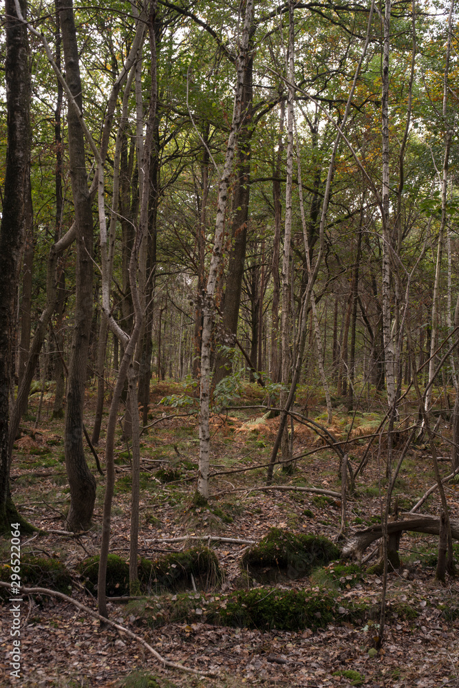 Forêt de Sénart, Essonne, 91 Forêt de Sénart, Essonne, 91