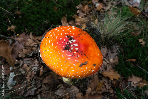 Amanite tue mouches, Amanita muscaria photo