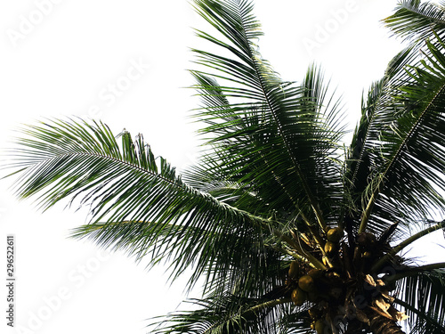 coconut trees This is coconut tree isolated on white background with clipping path.