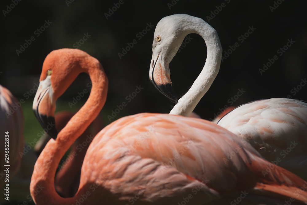 Obraz premium Joven flamenco de color blanco