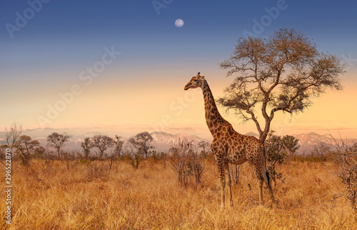 Żyrafa przy świtem w Kruger parku Południowa Afryka