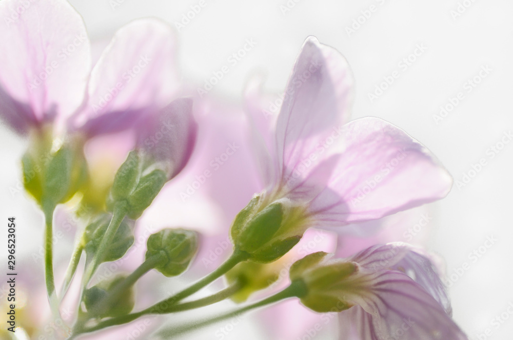 Obraz premium Wiesen-Schaumkraut (Cardamine pratensis)