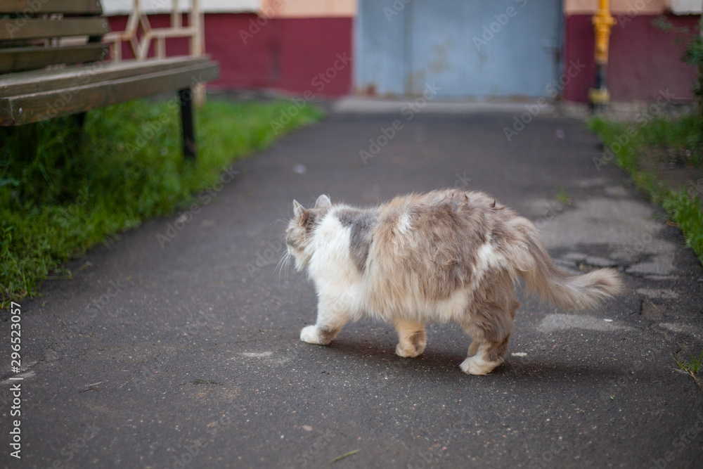 Cute cat is sitting on a bench. Homeless cat walks on the street. Fluffy cat.