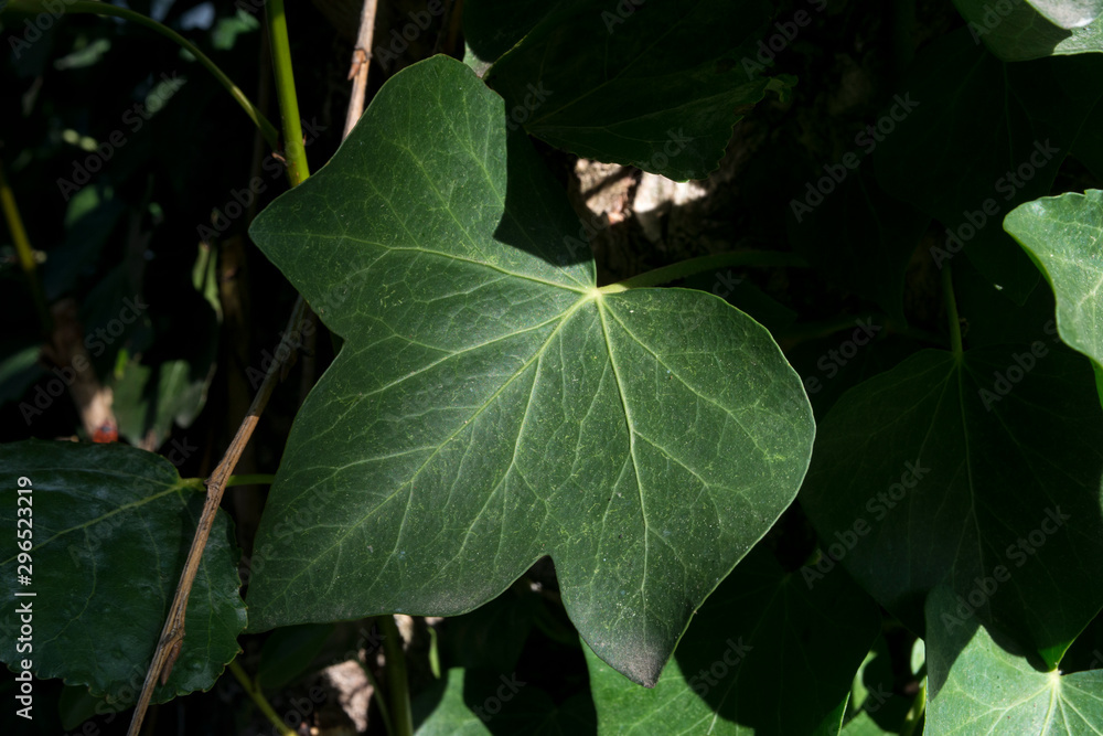 Lierre, hedera helix Lierre, hedera helix