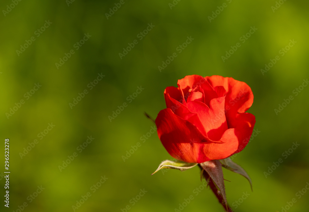 Beautiful red rose close up