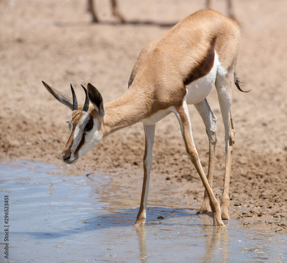 Springbok, Antidorcas marsupialis, Afrique du Sud Springbok, Antidorcas marsupialis, Afrique du Sud