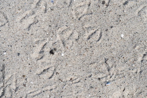 Foot prints of birds in the sand