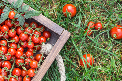 Ripe tomatoes on a wooden tray. On the grass photo