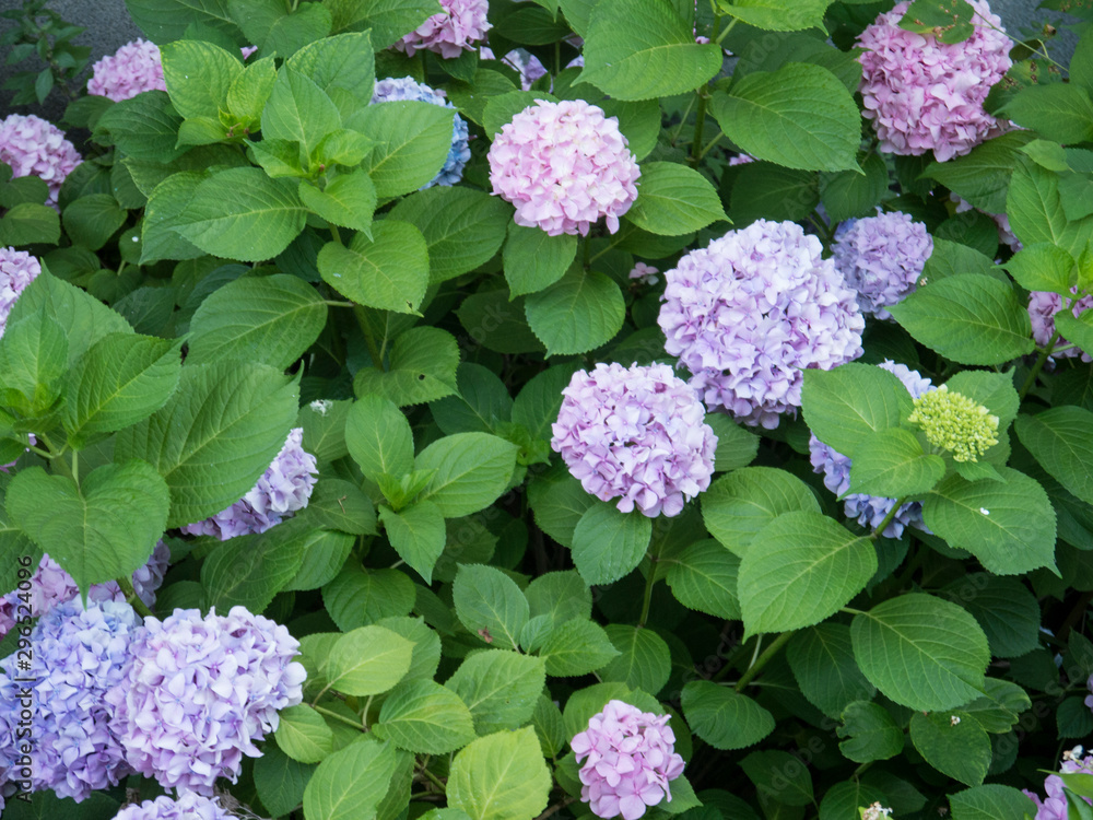 Hortensia bush with violet flowers front view Hortensia bush with violet flowers front view