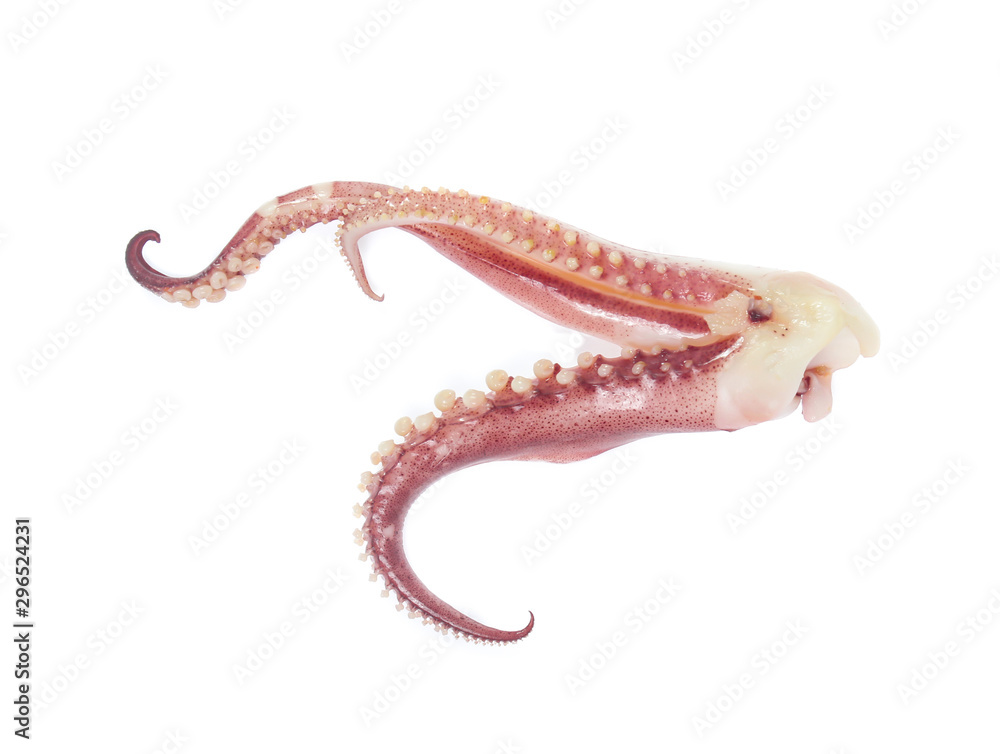 tentacles of octopus isolated on white background tentacles of octopus isolated on white background