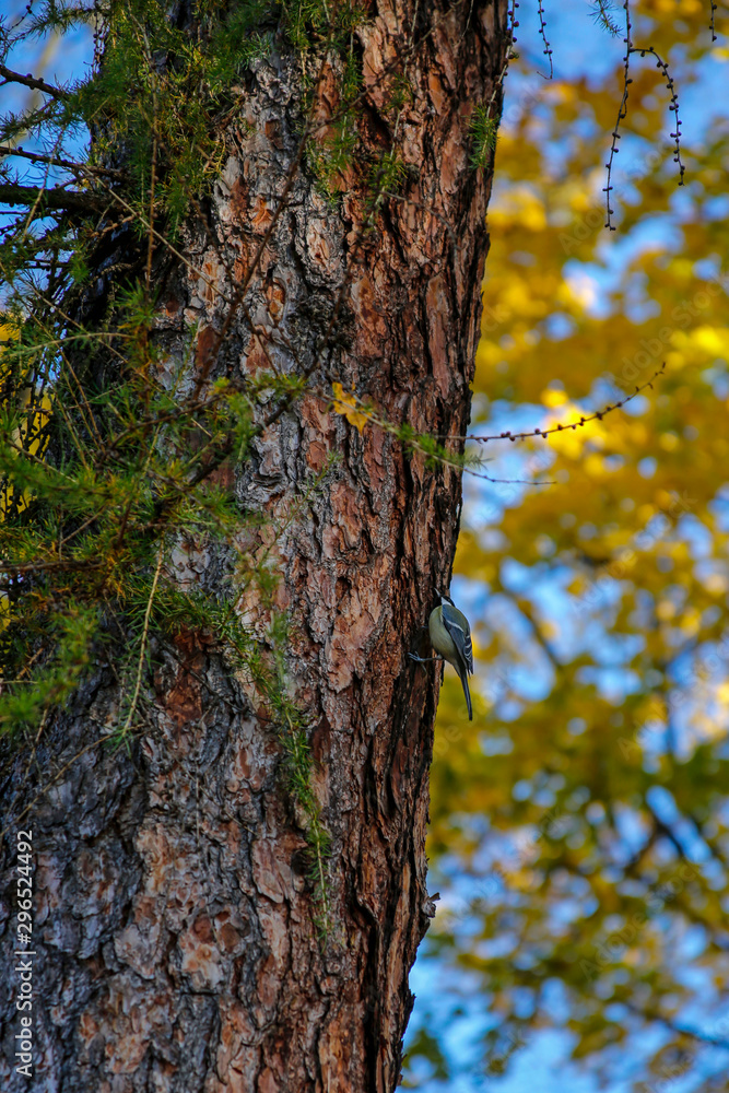 Obraz premium blue tit bird on tree trunk in autumn scenery