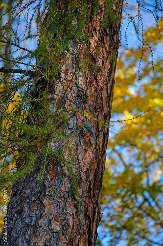 blue tit bird on tree trunk in autumn scenery