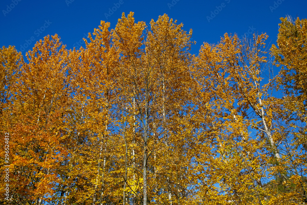 golden autumn trees against blue sky