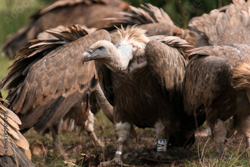 Vautour fauve  Gyps fulvus