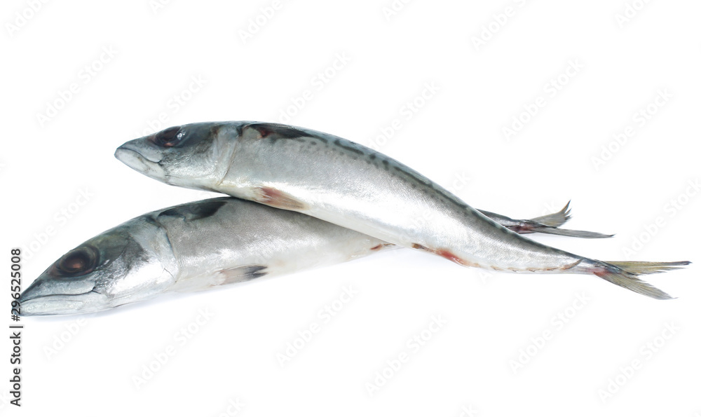 Fresh saba fish isolated on white background Fresh saba fish isolated on white background