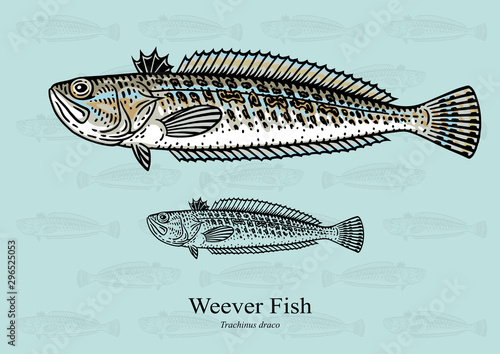 Weever fish. Vector illustration with refined details and optimized stroke that allows the image to be used in small sizes (in packaging design, decoration, educational graphics, etc.)