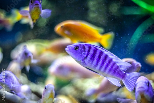 Fish in the aquarium. Colorful fish swim in the water. Exotic fish of bright color. Beautiful background under water.